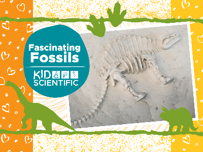 Fascinating Fossils Workshop (5-12 Years)